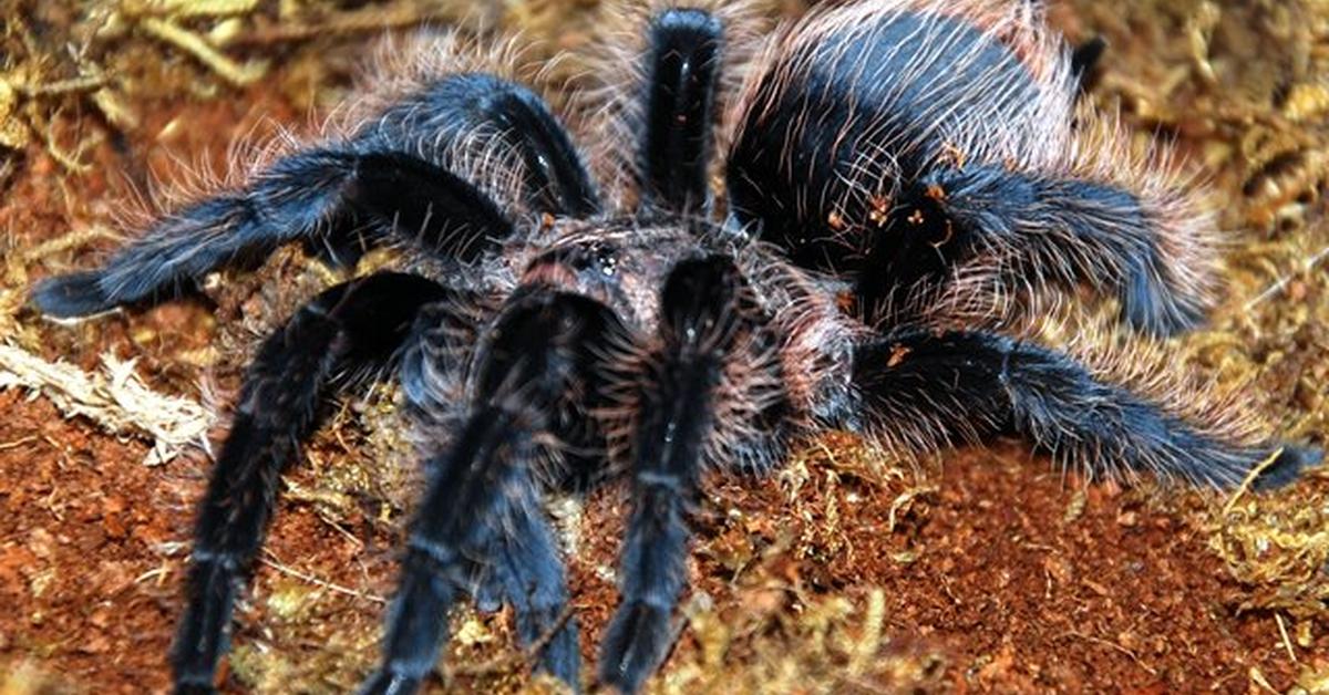 Insightful look at the Curly Hair Tarantula, known to Indonesians as Tarantula Rambut Keriting.