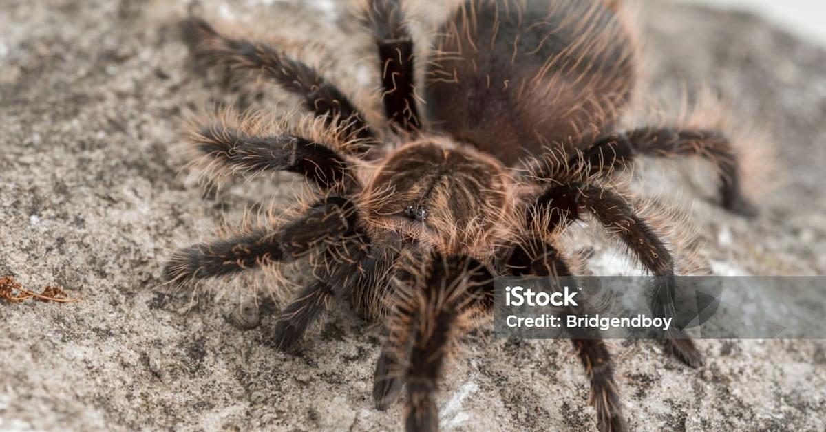 The Curly Hair Tarantula, an example of Tliltocatl albopilosus, in its natural environment.