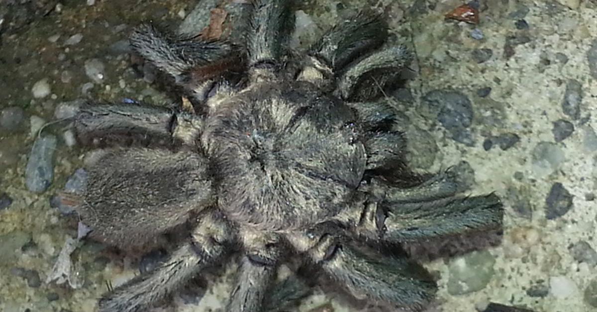 Photographic depiction of the unique Curly Hair Tarantula, locally called Tarantula Rambut Keriting.