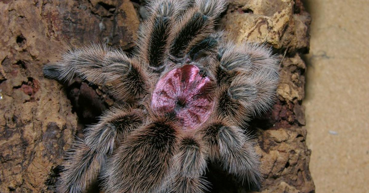 Natural elegance of the Chilean Rose Tarantula, scientifically termed Grammostola rosea.