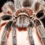 The remarkable Chilean Rose Tarantula (Grammostola rosea), a sight to behold.