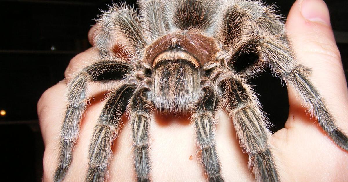 Distinctive Chilean Rose Tarantula, in Indonesia known as Tarantula Mawar Chile, captured in this image.