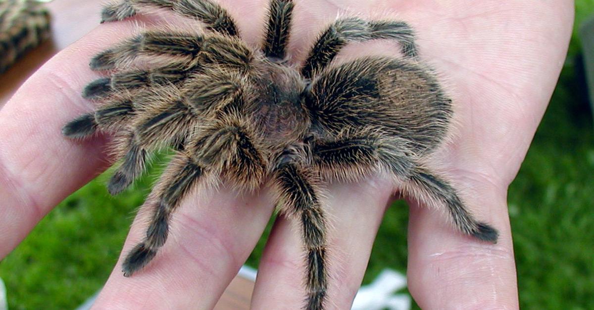 Stunning image of the Chilean Rose Tarantula (Grammostola rosea), a wonder in the animal kingdom.