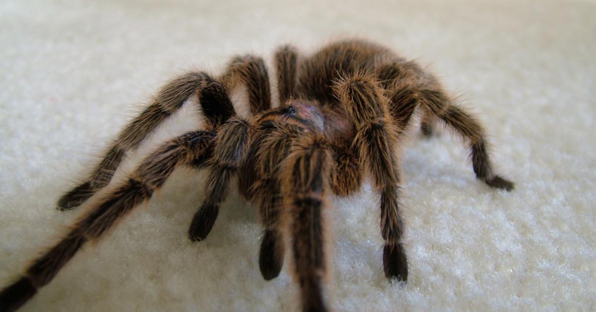 Image of the Chilean Rose Tarantula (Grammostola rosea), popular in Indonesia as Tarantula Mawar Chile.