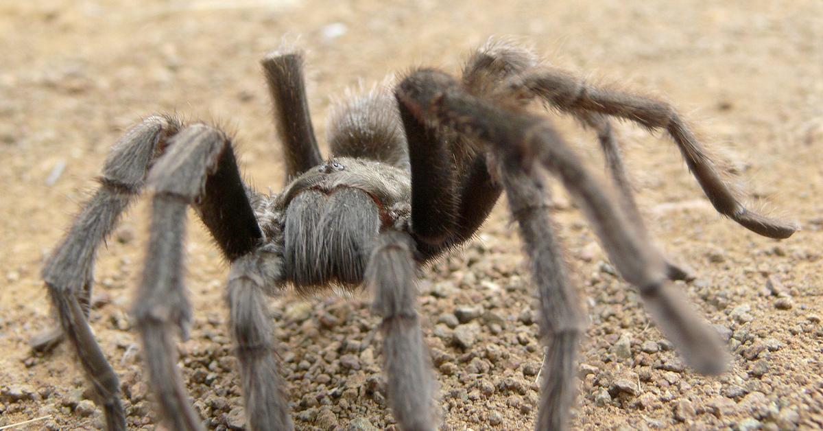 The California Tarantula in its natural beauty, locally called Tarantula California.