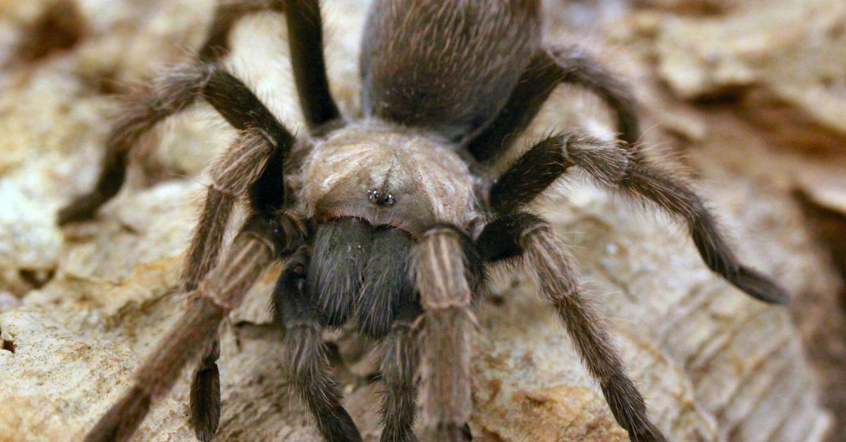 Stunning image of the California Tarantula (Aphonopelma californicum), a wonder in the animal kingdom.