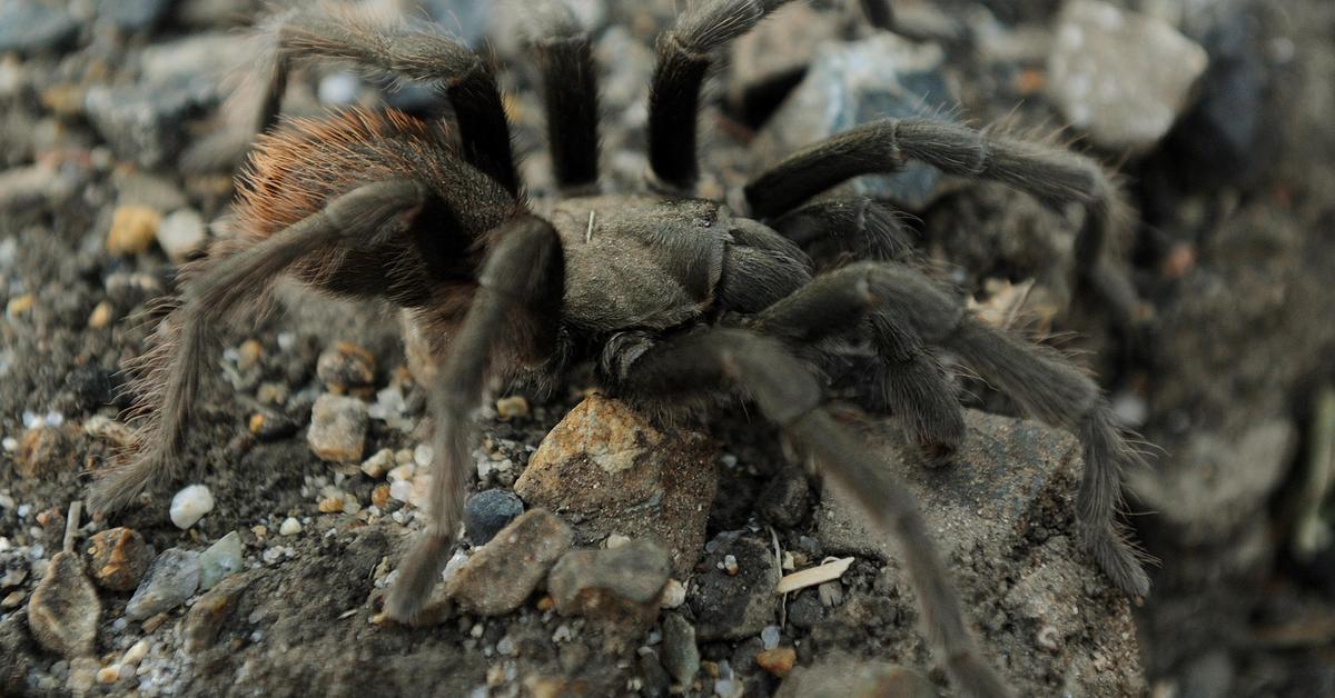 Enchanting California Tarantula, a species scientifically known as Aphonopelma californicum.