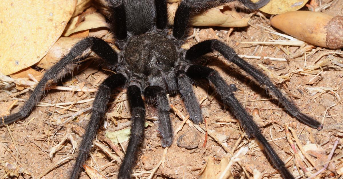 Natural elegance of the California Tarantula, scientifically termed Aphonopelma californicum.