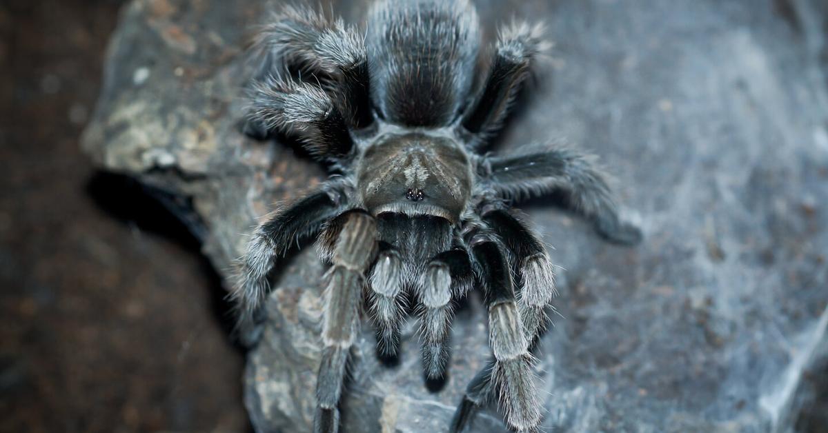 Captured moment of the California Tarantula, in Indonesia known as Tarantula California.