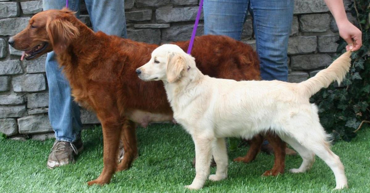 Captured elegance of the Comfort Retriever, known in Indonesia as Retriever Nyaman.