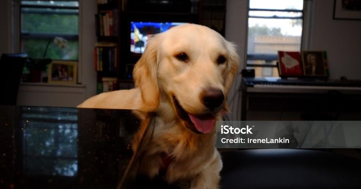 Graceful Comfort Retriever, a creature with the scientific name Canis lupus.