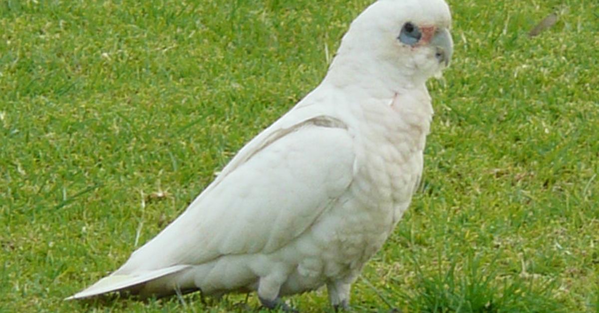 Photographic depiction of the unique Corella, locally called Kakatua Corella.