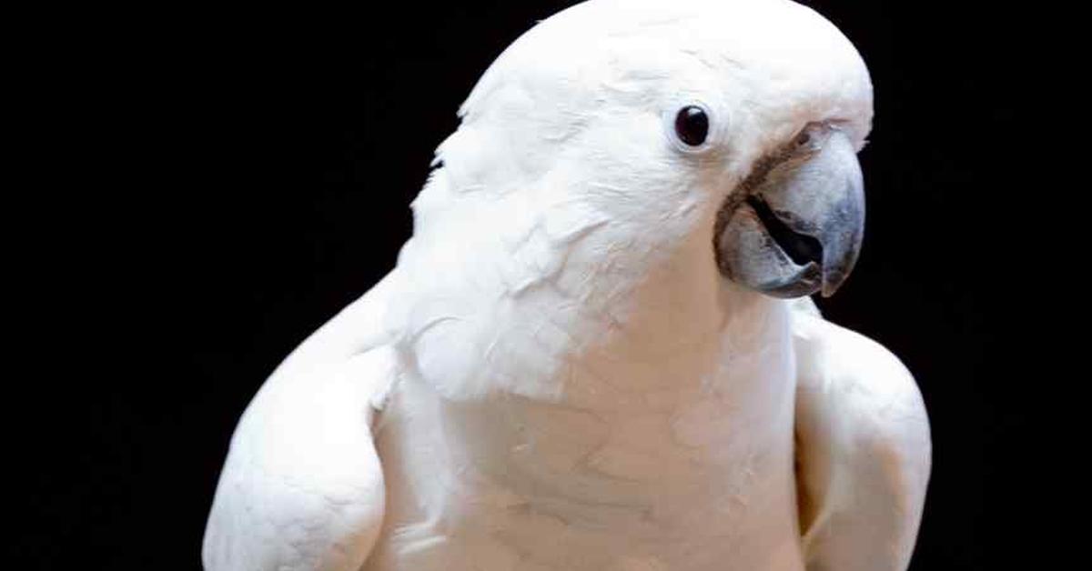 Captivating presence of the Corella, a species called Cacatua (Licmetis) tenuirostris.