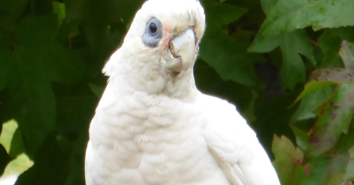 Captured elegance of the Corella, known in Indonesia as Kakatua Corella.