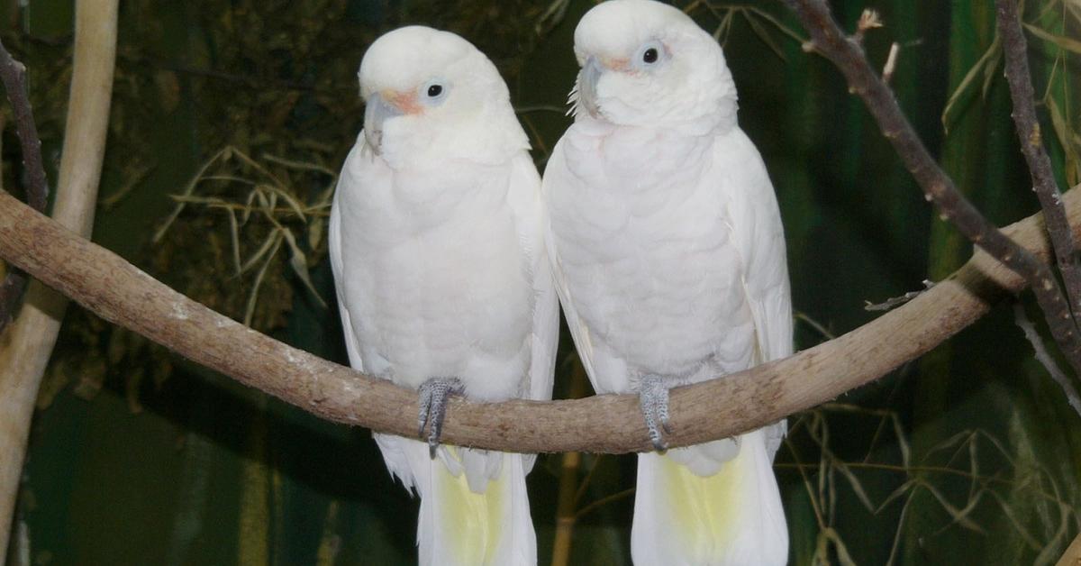 Dynamic image of the Corella, popularly known in Indonesia as Kakatua Corella.