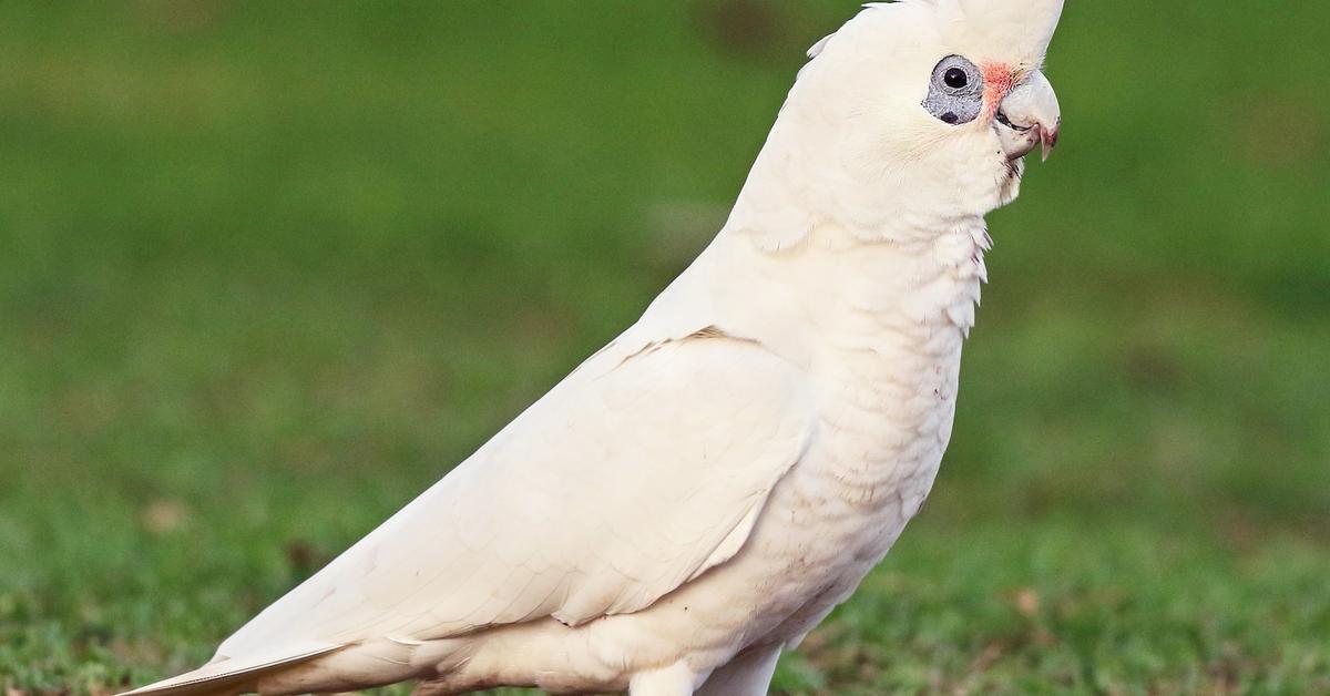 Striking appearance of the Corella, known in scientific circles as Cacatua (Licmetis) tenuirostris.