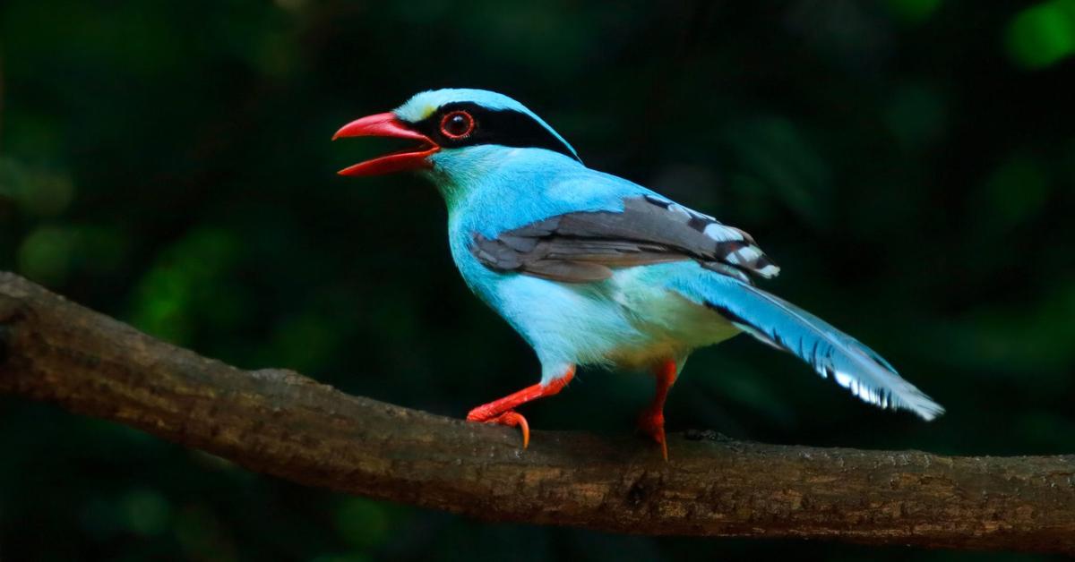 Photograph of the unique Common Green Magpie, known scientifically as Cissa Chinensis.