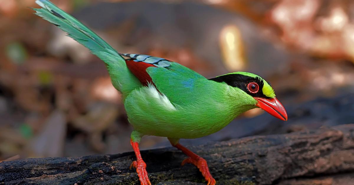 The Common Green Magpie in its natural beauty, locally called Burung Kutilang Hijau Biasa.