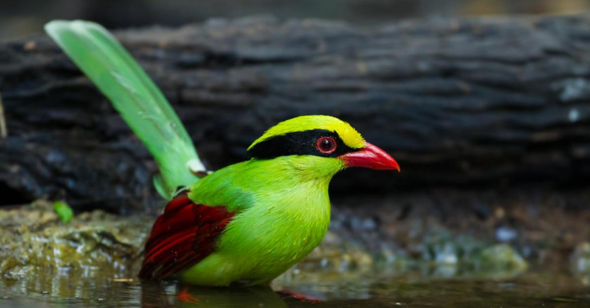 Vibrant snapshot of the Common Green Magpie, commonly referred to as Burung Kutilang Hijau Biasa in Indonesia.