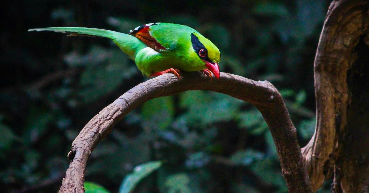 Vivid image of the Common Green Magpie, or Burung Kutilang Hijau Biasa in Indonesian context.