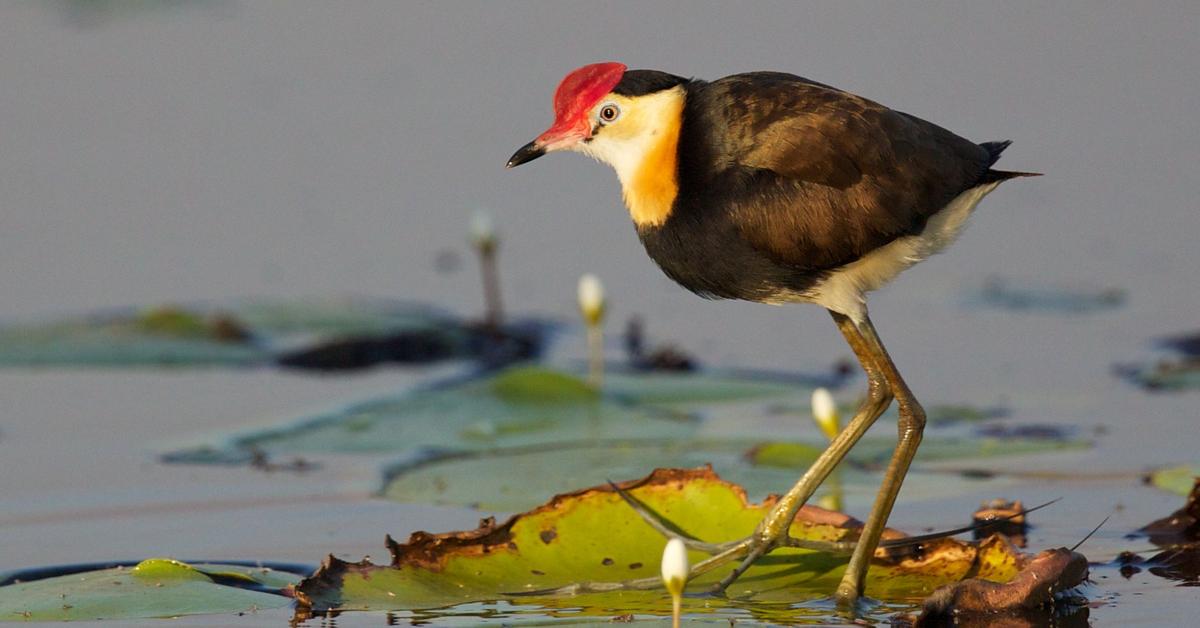 Unique portrayal of the Comb-Crested Jacana, also called Burung Kedidi Berjambul in Bahasa Indonesia.