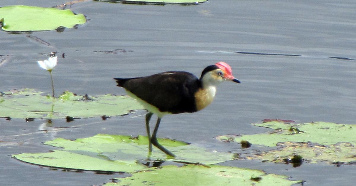 The alluring Comb-Crested Jacana, commonly referred to as Burung Kedidi Berjambul in Bahasa Indonesia.