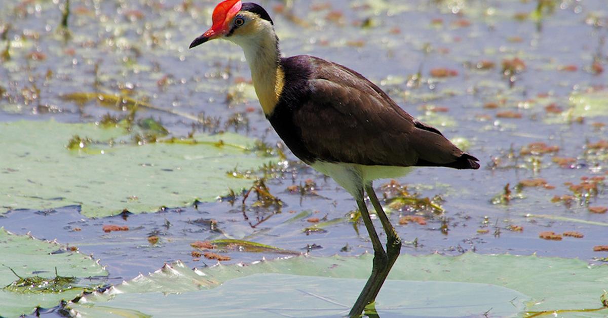 Captured moment of the Comb-Crested Jacana, in Indonesia known as Burung Kedidi Berjambul.