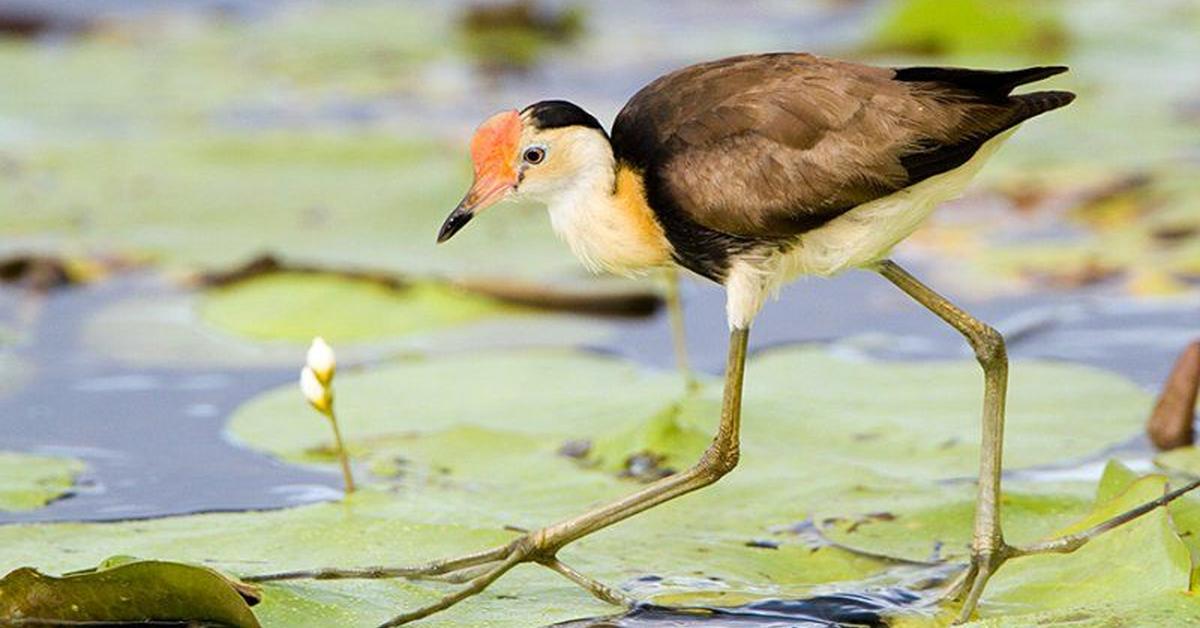 Image of the Comb-Crested Jacana (Irediparra gallinacea), popular in Indonesia as Burung Kedidi Berjambul.