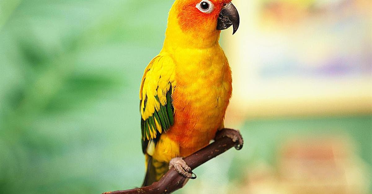 The alluring Conure, commonly referred to as Konur in Bahasa Indonesia.