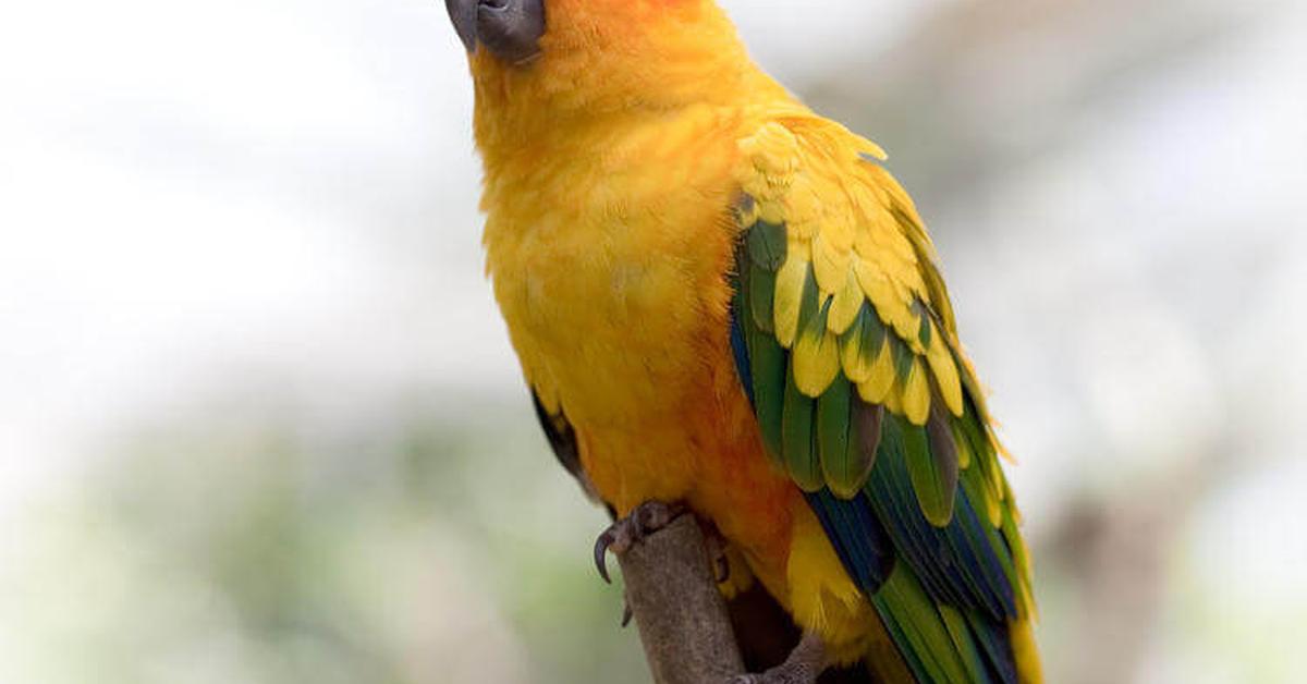 Vibrant snapshot of the Conure, commonly referred to as Konur in Indonesia.