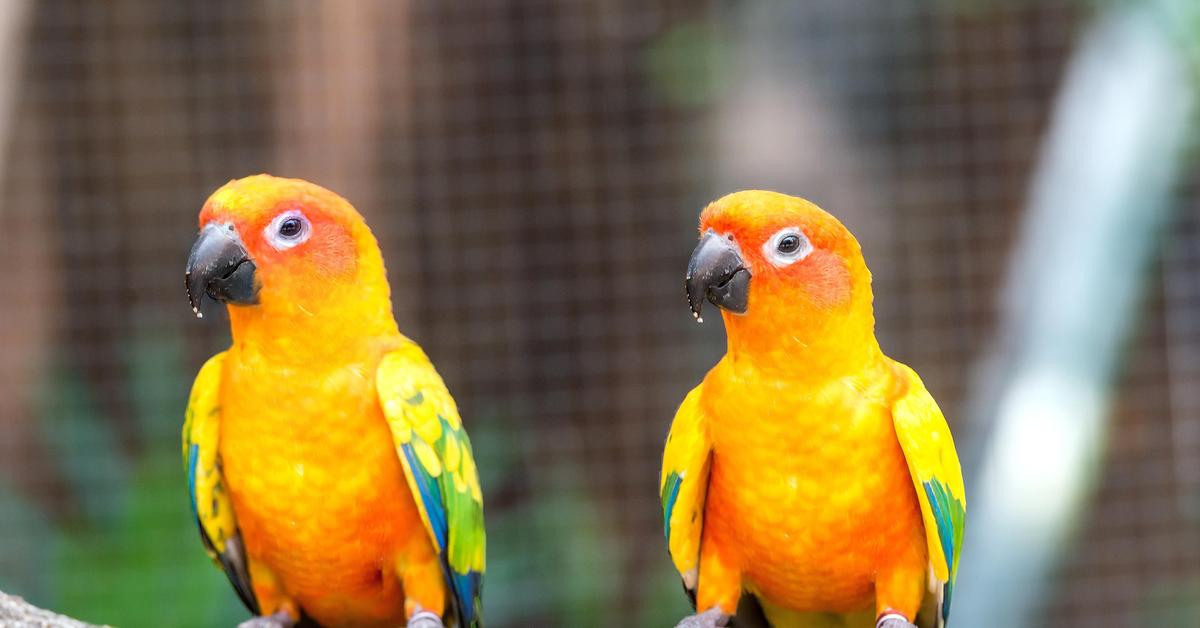 Stunning image of the Conure (Psittatus solstitialis), a wonder in the animal kingdom.