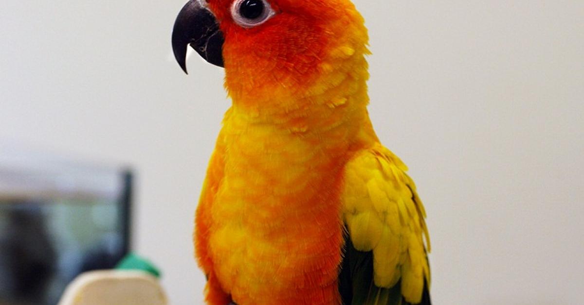 Elegant Conure in its natural habitat, called Konur in Indonesia.