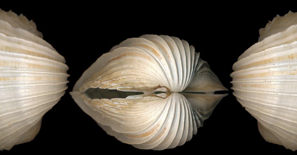 The fascinating Cockle, scientifically known as Cardiidae.