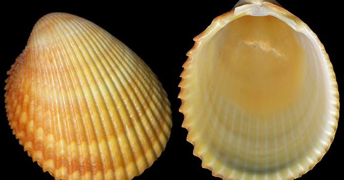 Dynamic image of the Cockle, popularly known in Indonesia as Kerang.