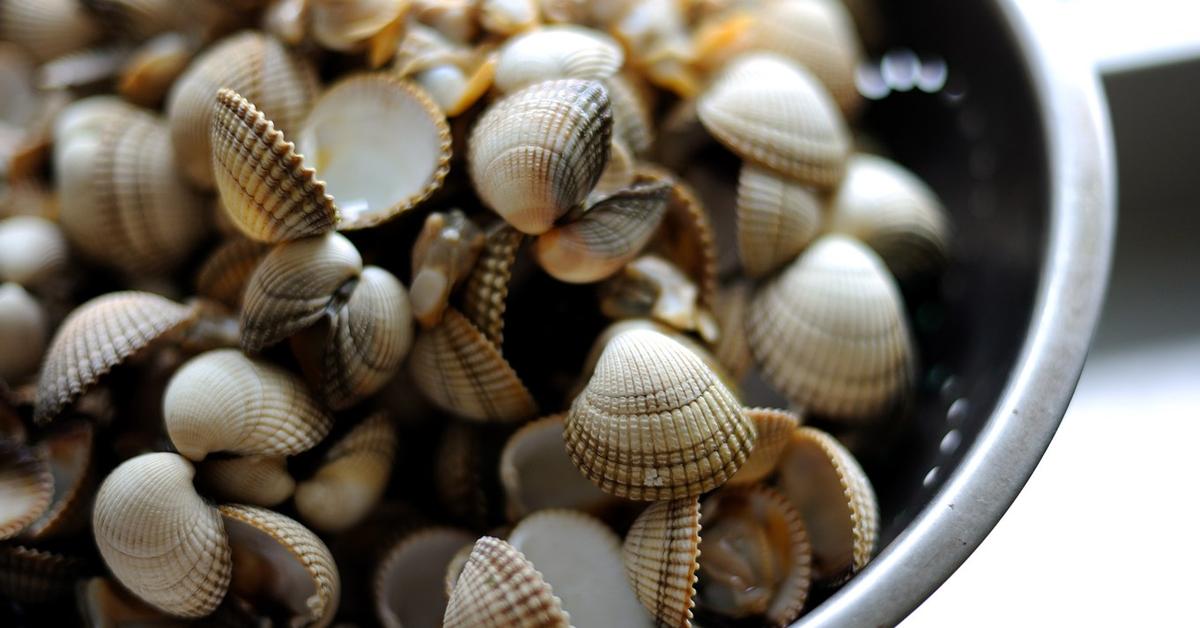 Elegant Cockle in its natural habitat, called Kerang in Indonesia.