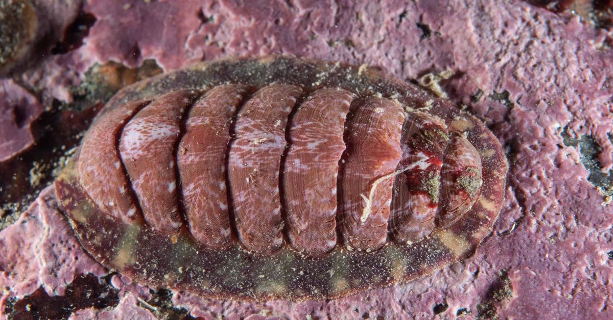 The Chiton, an example of Chiton tuberculatus, in its natural environment.