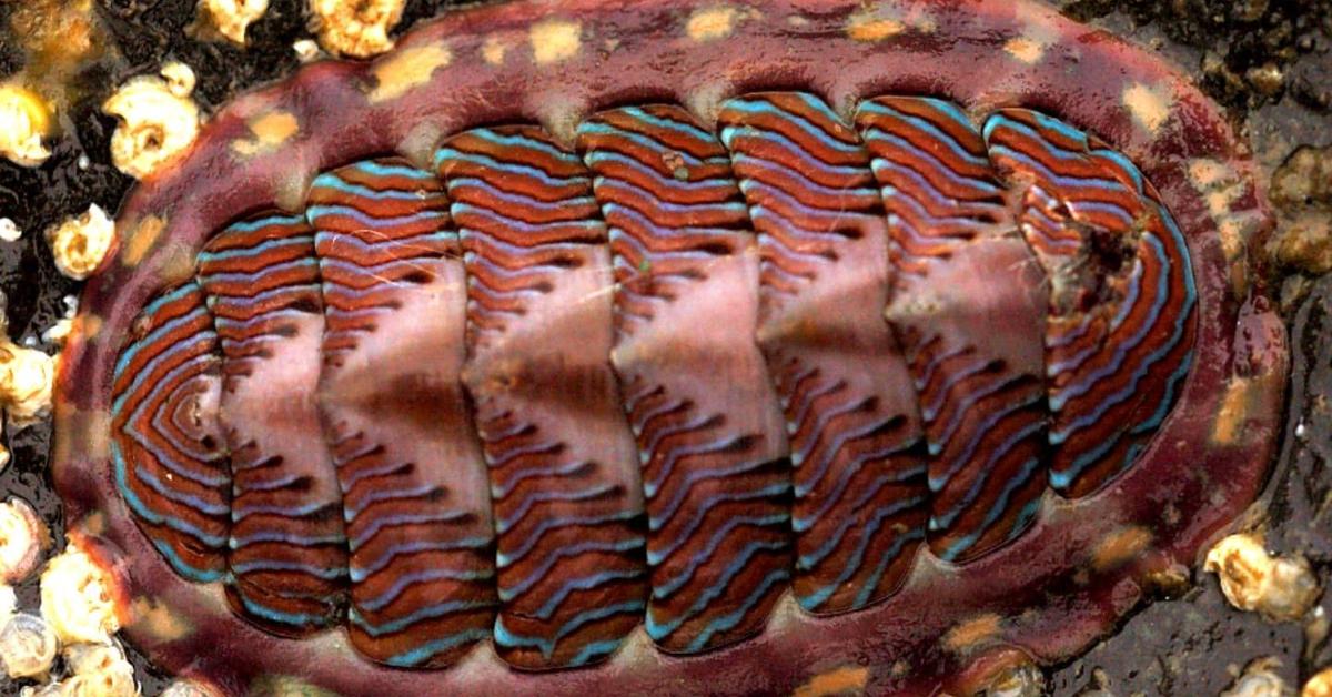 Captivating presence of the Chiton, a species called Chiton tuberculatus.