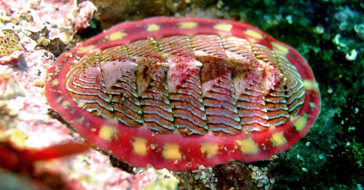 Exquisite image of Chiton, in Indonesia known as Kepik.