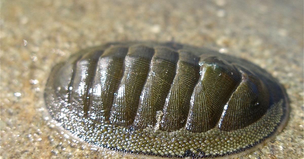 Elegant Chiton in its natural habitat, called Kepik in Indonesia.