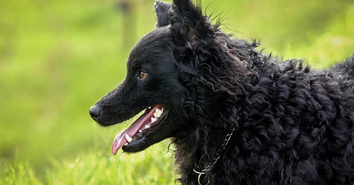 Stunning image of the Croatian Sheepdog (Canis lupus familiaris), a wonder in the animal kingdom.