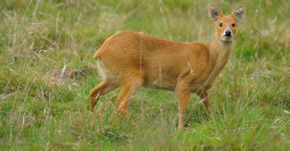 Captured elegance of the Chinese Water Deer, known in Indonesia as Rusa Air Cina.