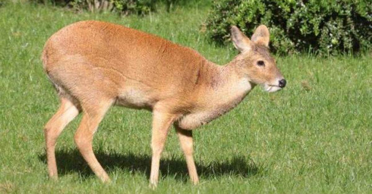 Image showcasing the Chinese Water Deer, known in Indonesia as Rusa Air Cina.