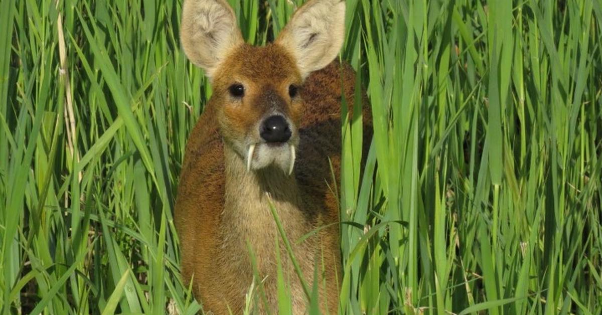 Captivating presence of the Chinese Water Deer, a species called Hydropotes inermis.