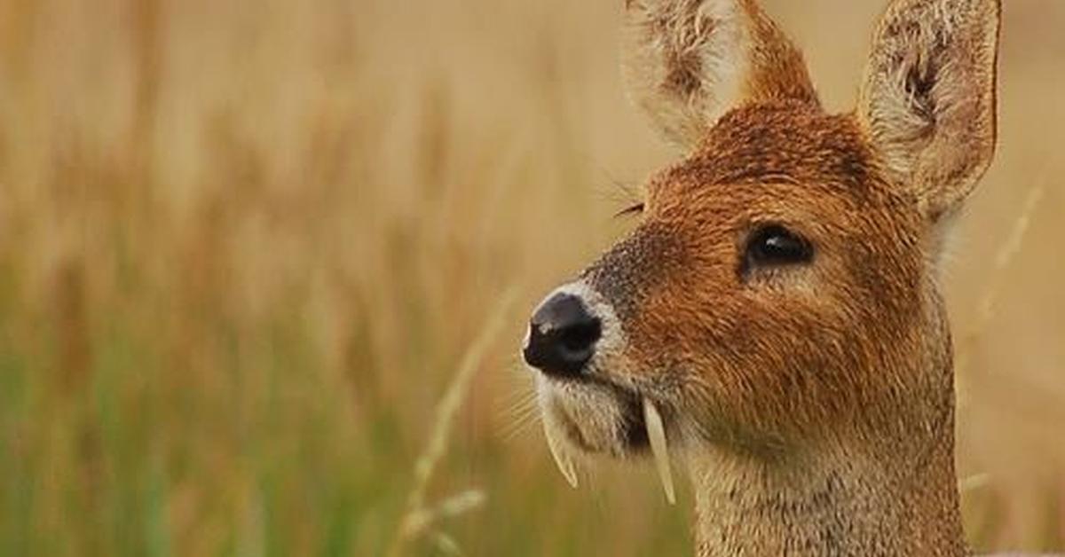 Detailed shot of the Chinese Water Deer, or Hydropotes inermis, in its natural setting.