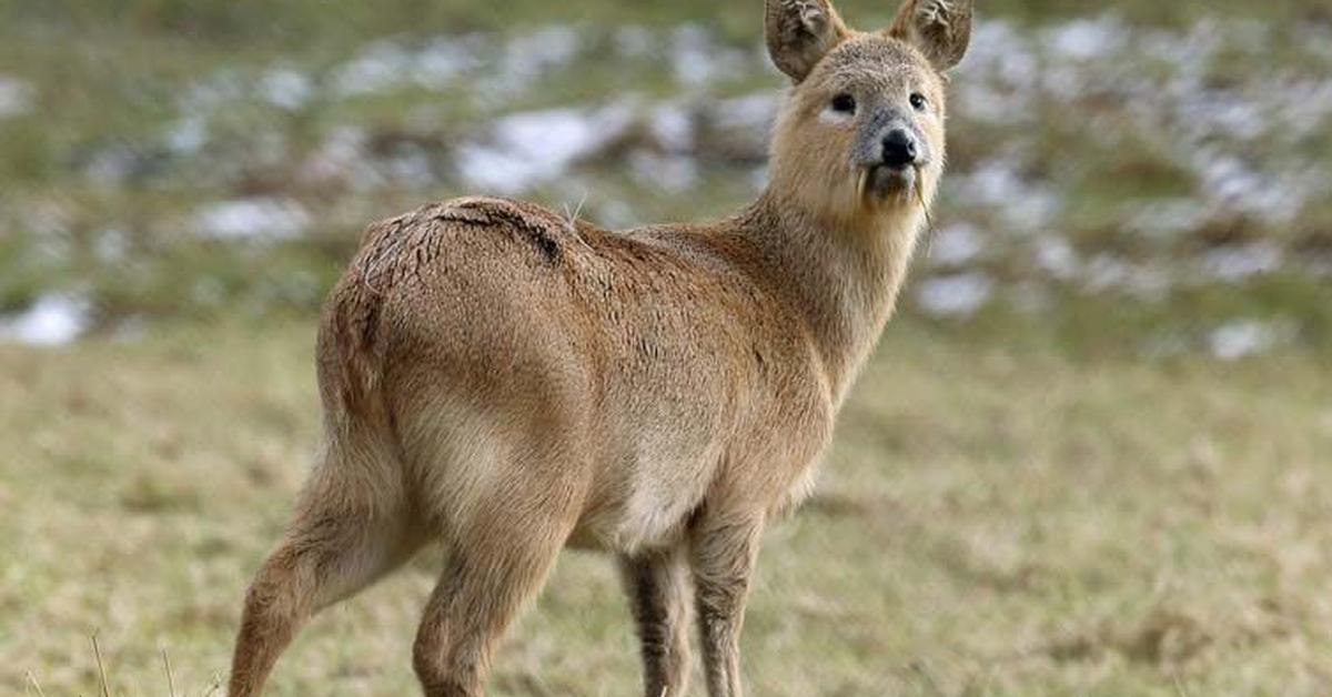 Enchanting Chinese Water Deer, a species scientifically known as Hydropotes inermis.