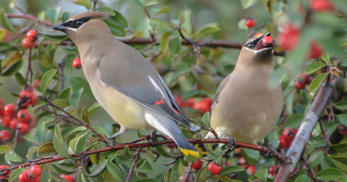 Stunning depiction of Cedar Waxwing, also referred to as Bombycilla cedrorum.