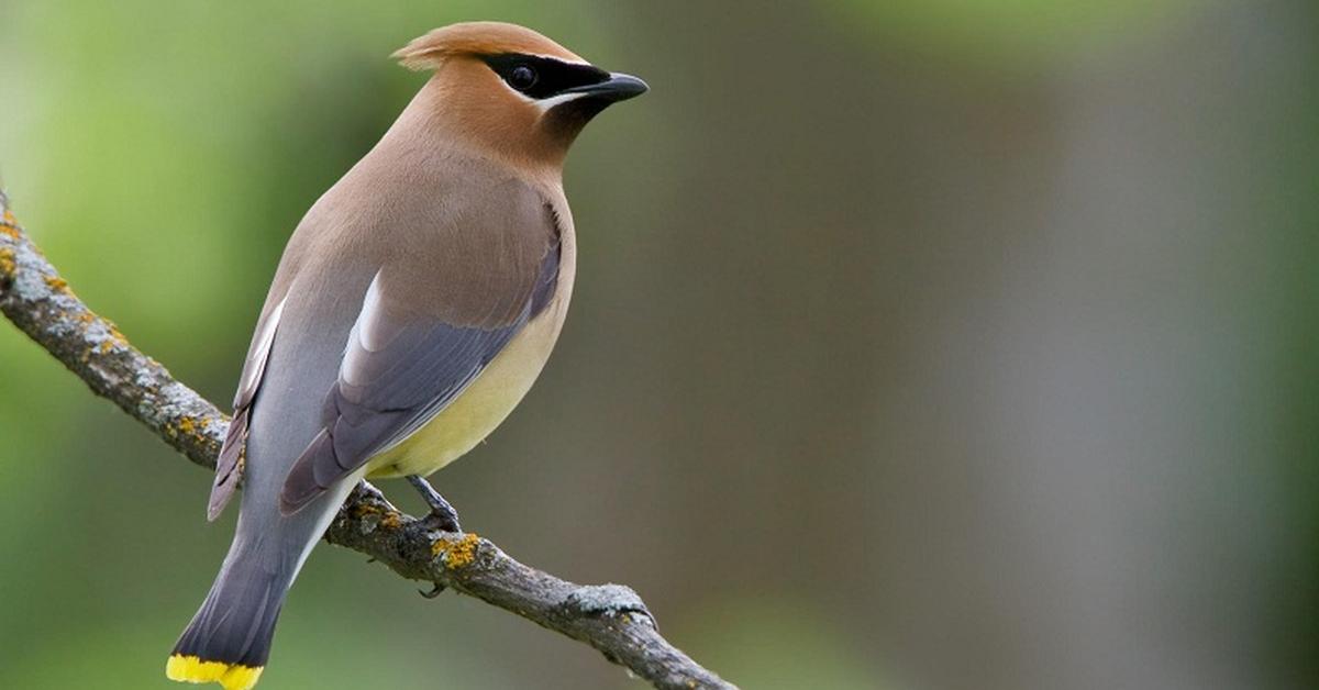 Captured elegance of the Cedar Waxwing, known in Indonesia as Burung Sulingan Cedar.