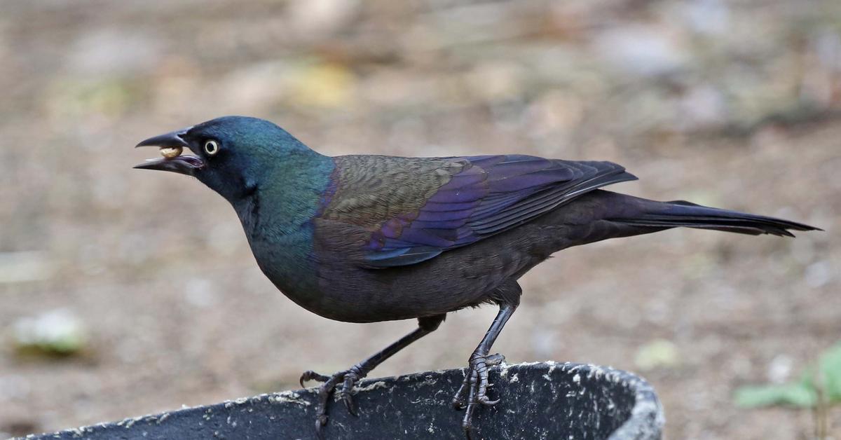 Distinctive Common Grackle, in Indonesia known as Burung Kawanan Biasa, captured in this image.