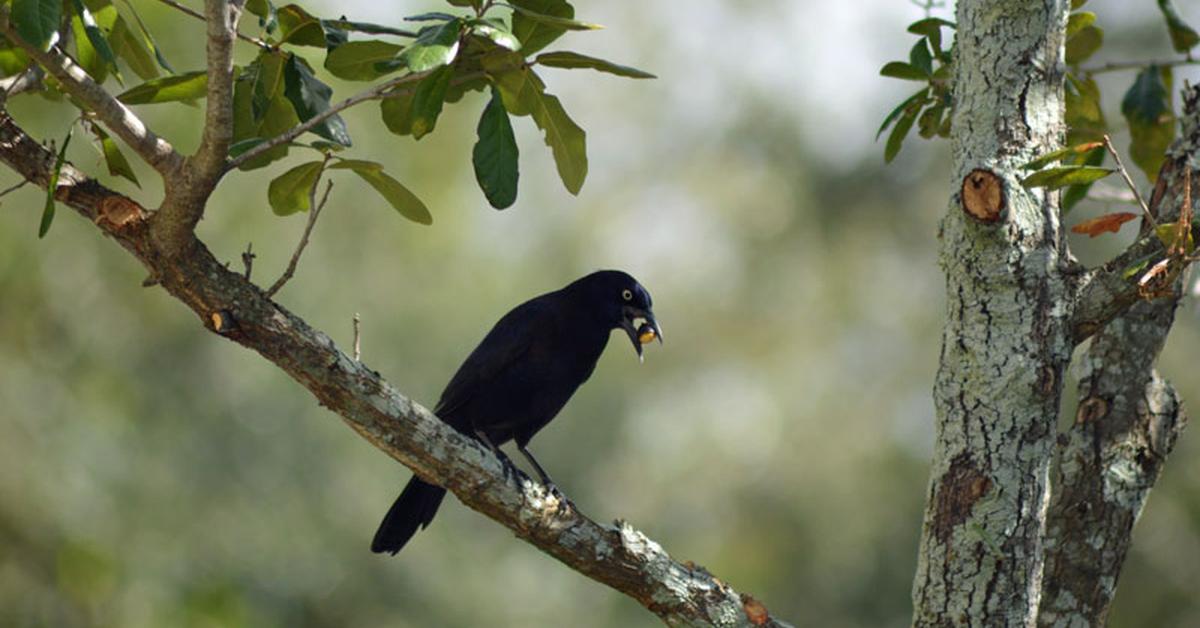 Image showcasing the Common Grackle, known in Indonesia as Burung Kawanan Biasa.