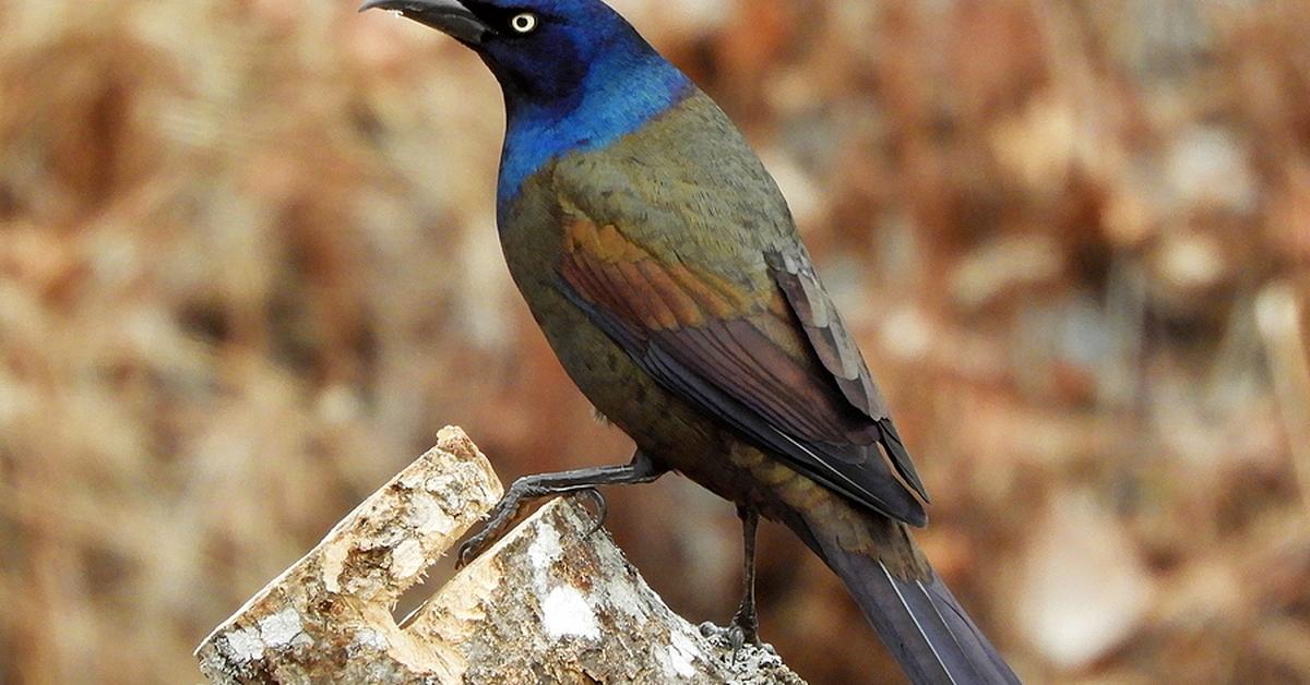 Captivating shot of the Common Grackle, or Burung Kawanan Biasa in Bahasa Indonesia.